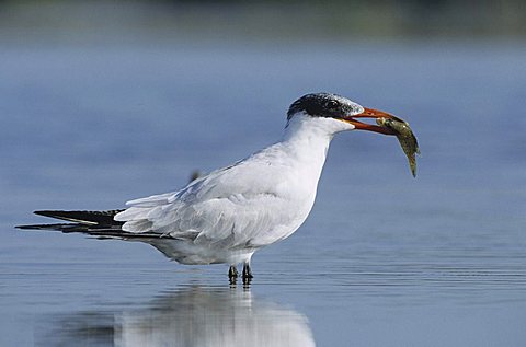 Caspian Tern (Sterna caspia), immature with fish prey, Sinton, Coastal Bend, Texas Coast, USA