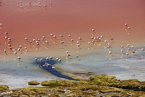 Flamingoes in Laguna Colorada, Altiplano, Bolivia, South America