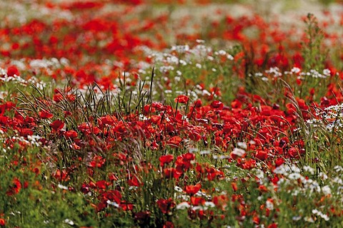 Red poppies (Papaver rhoeas) and marguerites (Leucanthemum vulgare), Limburg, Hesse, Gemany, Europe