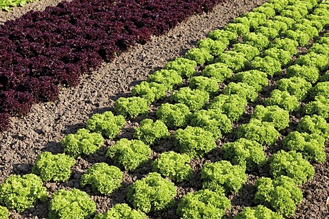 Lettuce growing, lettuce variety, lettuce patch, theme gardens, Bundesgartenschau, BUGA 2011, Federal Horticulture Show, Koblenz, Rhineland-Palatinate, Germany, Europe