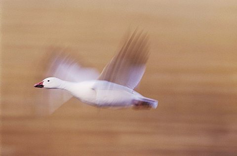 Snow Goose (Chen caerulescens), adult in flight, motion blur, Bosque del Apache National Wildlife Refuge, New Mexico, USA