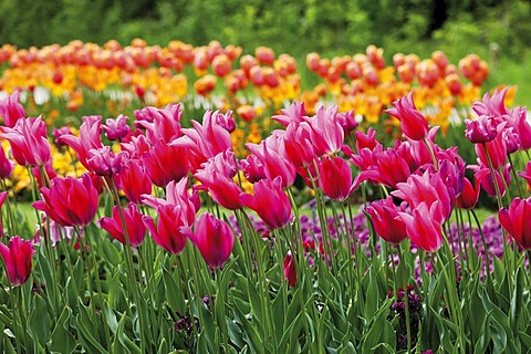 Tulip gardens of Ehrenbreitstein Fortress, Bundesgartenschau, Federal Garden Show, BUGA 2011, Koblenz, Rhineland-Palatinate, Germany, Europe