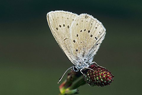 Scarce Large Blue (Maculinea teleius), adult on Great Burnet (Sanguisorba officinalis), Rheindelta, Germany, Europe