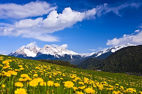 Dandelions in front of Latemargebirge, Latemar mountain range, Deutschnofen area, South Tyrol, Italy, Europe