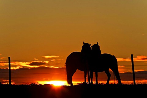 Icelandic horses at sunset in Iceland, Europe