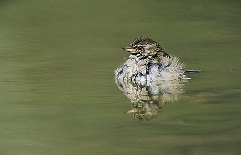 Olive Sparrow (Arremonops rufivirgatus), adult bathing, Starr County, Rio Grande Valley, South Texas, USA