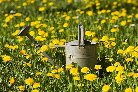 Tin watering can in a dandelion meadow