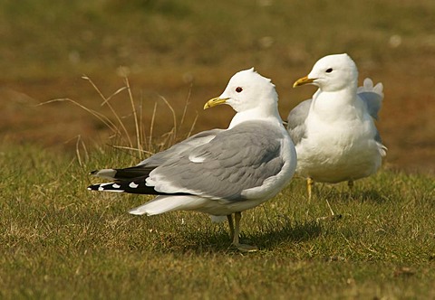 Common Gull or Mew Gull (Larus canus)