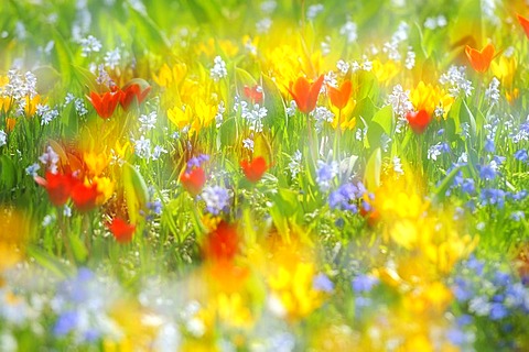 Spring meadow with tulips (Tulipa), crocus (Crocus), and squills (Scilla)