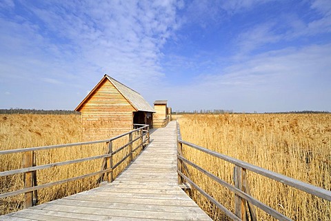 Federseesteg footbridge in the marsh with shelter and observation tower, Bad Buchau, Landkreis Biberach district, Baden-Wuerttemberg, Germany, Europe