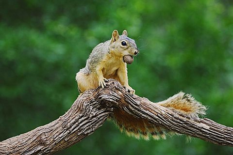 Eastern Fox Squirrel (Sciurus niger), male eating pecan nut, Refugio, Coastal Bend, Texas, USA