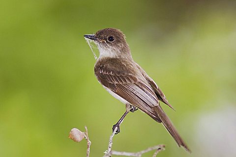 Eastern Phoebe (Sayornis phoebe), adult with nesting material, Uvalde County, Hill Country, Central Texas, USA