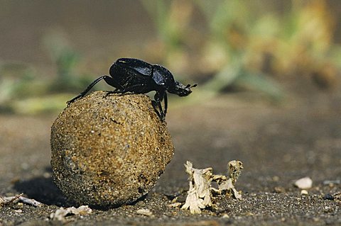 Dung Beetle (Scarabaeinae), adult on dung ball, Starr County, Rio Grande Valley, South Texas, USA