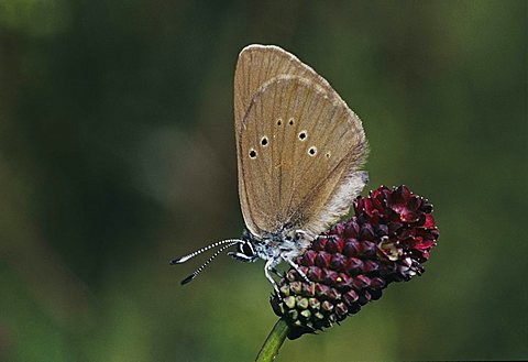 Dusky Large Blue (Maculinea nausithous), adult on Great Burnet (Sanguisorba officinalis), Rheindelta, Germany, Europe