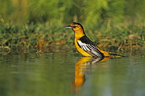 Bullock's Oriole (Icterus bullockii), male bathing, Starr County, Rio Grande Valley, South Texas, USA