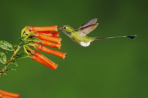 Booted Racket-tail (Ocreatus underwoodii), male feeding from flower in cloud forest rainforest, Mindo, Ecuador, Andes, South America