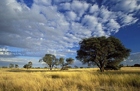 Kalahari scene, Kgalagadi Transfrontier Park, arid grassland savannah with camelthorn trees, South Africa, Africa