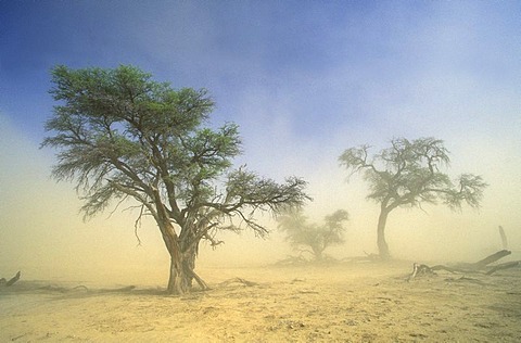 Kgalagadi Transfrontier Park, camelthorn and sandstorm, Kalahari, Northern Cape, South Africa, Africa