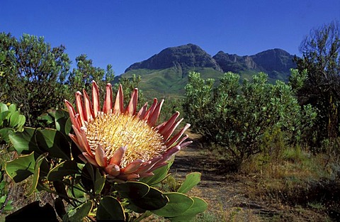 King Protea (Protea cynaroides), in endangered fynbos habitat, Helderberg Nature Reserve, near Cape Town, Western Cape, South Africa, Africa