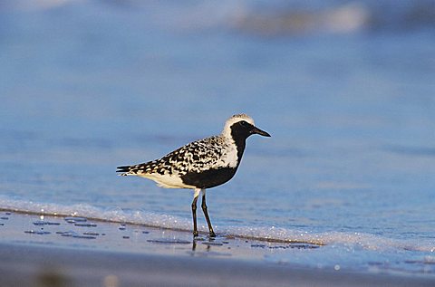 Black-bellied Plover (Pluvialis squatarola), adult at beach in breeding plumage, Bolivar Flats, Texas Coast, USA