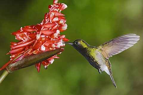 Black-bellied Hummingbird (Eupherusa nigriventris), male in flight feeding on flower of the Ginger plant family in cloud forest rainforest, Central Valley, Costa Rica, Central America