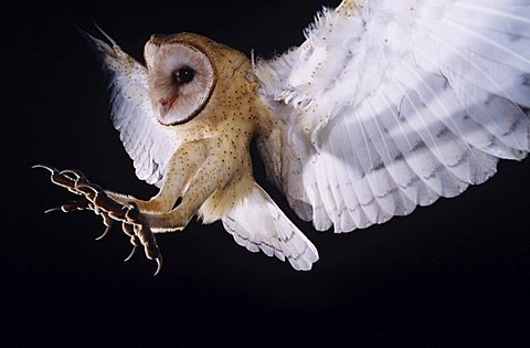 Barn Owl (Tyto alba), adult in flight with talons extended to catch prey, Lake Corpus Christi, South Texas, USA