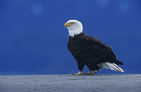 Bald Eagle (Haliaeetus leucocephalus), adult on beach, Homer, Alaska, USA