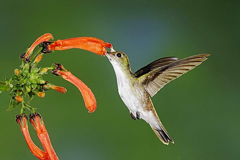 Andean Emerald (Amazilia franciae), adult in flight feeding from flower in cloud forest rainforest, Mindo, Ecuador, Andes, South America