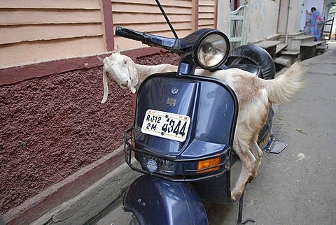 Goat on a scooter, Dungarpur, Rajasthan, India, Asia