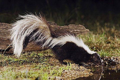 Striped Skunk (Mephitis mephitis), adult at night drinking, Uvalde County, Hill Country, Central Texas, USA