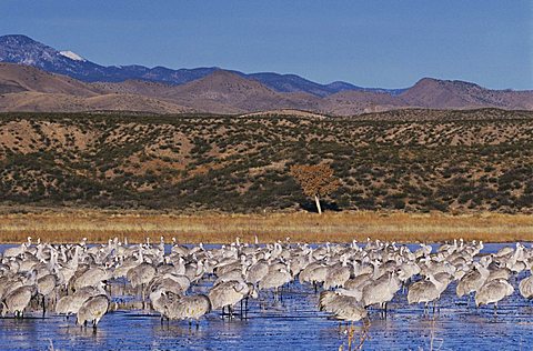 Sandhill Crane (Grus canadensis), large group at roosting place, Bosque del Apache National Wildlife Refuge, New Mexico, USA