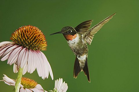 Ruby-throated Hummingbird (Archilochus colubris), male in flight feeding on Purple Coneflower (Echinacea), New Braunfels, Central Texas, USA