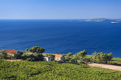 Coast with vineyards, Orebic, Peljesac Peninsula, Dalmatia, Croatia, Europe