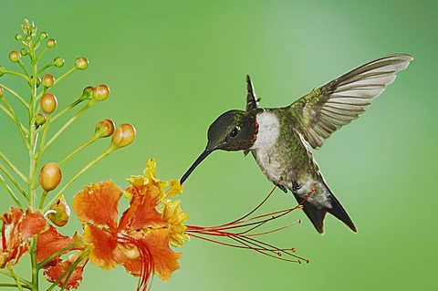 Ruby-throated Hummingbird (Archilochus colubris), male in flight feeding on Red Bird Of Paradise flower (Caesalpinia pulcherrima), Willacy County, Rio Grande Valley, South Texas, USA