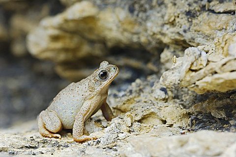 Red-spotted Toad (Bufo punctatus), adult on limestone, Uvalde County, Hill Country, Central Texas, USA