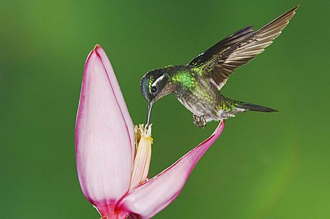 Purple-throated Mountain-gem (Lampornis calolaema), male in flight feeding on Ornamental Banana plant flower (Musa velutina), Central Valley, Costa Rica, Central America