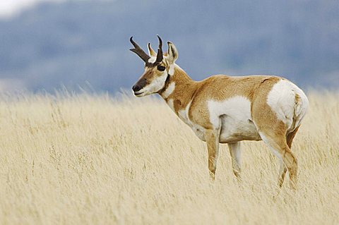 Pronghorn (Antilocapra americana), male standing in grass, Yellowstone NP, Wyoming, USA