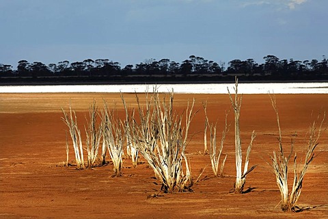 Salt Lake, Baladjie Nature Reserve, Western Australia, Australia