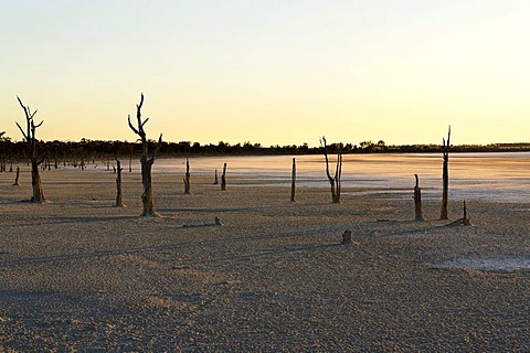 Dead trees at the Lake Ninan salt lake, Victoria Plains, Western Australia, Australia