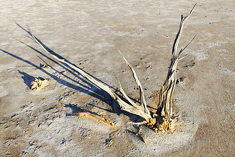 Dead tree at the Lake Ninan salt lake, Victoria Plains, Western Australia, Australia