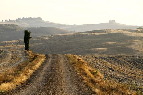 Gravel road leading through hills in the morning light, harvested fields and a solitary cypress tree, Orcia Valley, UNESCO World Heritage Site, Tuscany, Italy, Europe