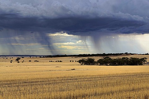 Storm over farmland, Carnamah, Western Australia, Australia