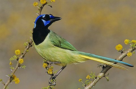 Green Jay (Cyanocorax yncas), adult on blooming Huisache tree (Acacia farnesiana), Starr County, Rio Grande Valley, South Texas, USA