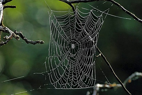 Spider web