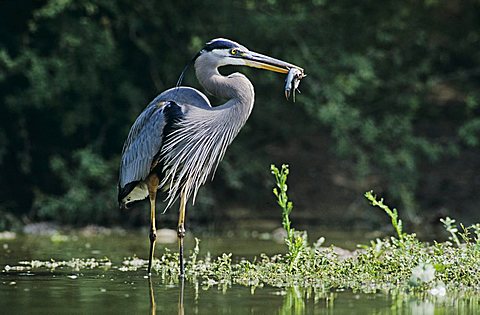 Great Blue Heron (Ardea herodias), adult in pond with fish prey, Starr County, Rio Grande Valley, South Texas, USA