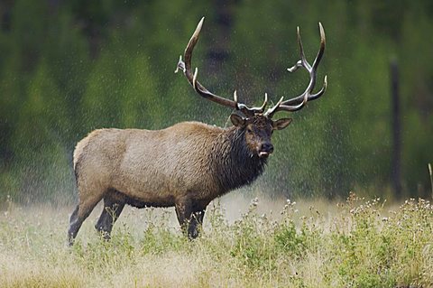 Elk, Wapiti (Cervus elaphus), bull shaking off water, Yellowstone National Park, Wyoming, USA