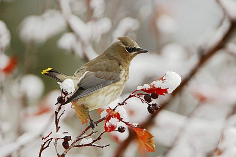 Cedar Waxwing (Bombycilla cedrorum), young on hawthorn with snow, Grand Teton National Park, Wyoming, USA