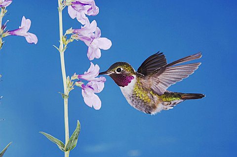 Broad-tailed Hummingbird (Selasphorus platycercus), male in flight feeding on Rocky Mountain Penstemon (Penstemon strictus), Rocky Mountain National Park, Colorado, USA