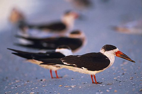 Black Skimmer (Rynchops niger), adults resting at beach, Fort Meyers, Florida, USA