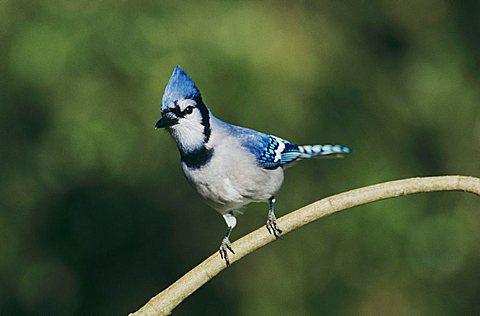 Blue Jay (Cyanocitta cristata), adult perched, San Antonio, Central Texas, USA